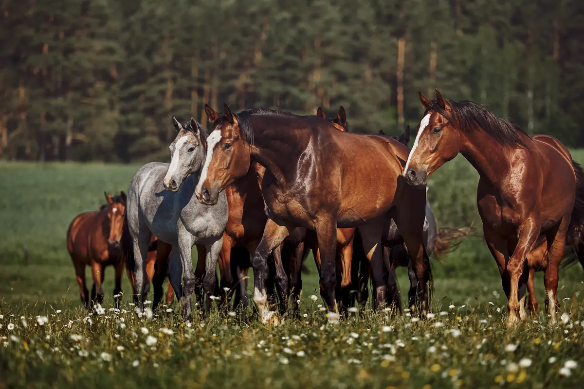 Verschiedene Pferde stehen nebeneinander